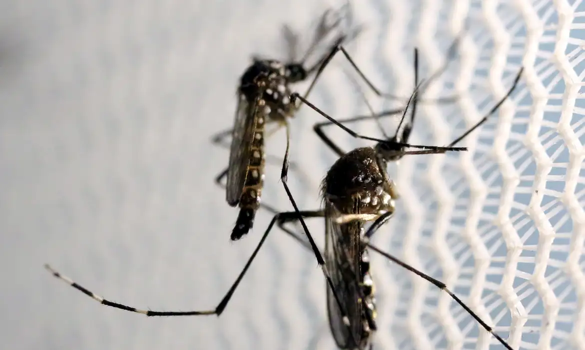 Cidade do Rio registra mais de 2 mil casos de dengue em 24 horas -  (crédito: EBC)