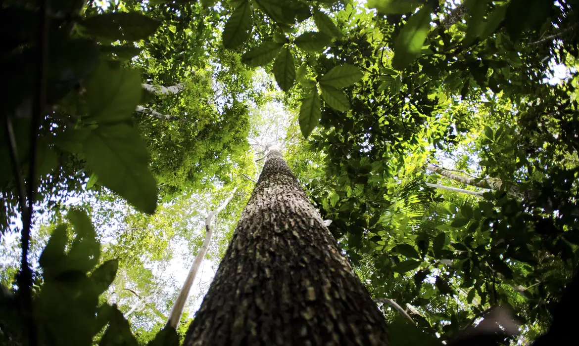 Bioeconomia é vantagem competitiva na transformação ecológica -  (crédito: EBC)