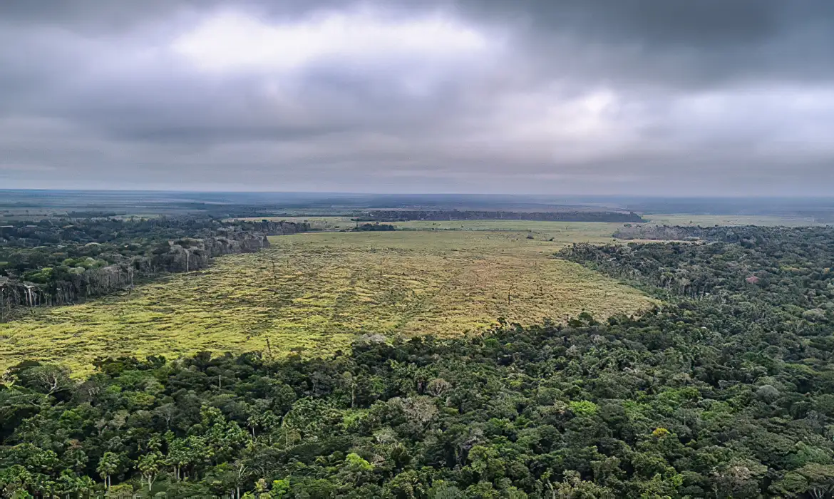 Entenda como o mau uso da floresta compromete a vida no planeta -  (crédito: EBC)