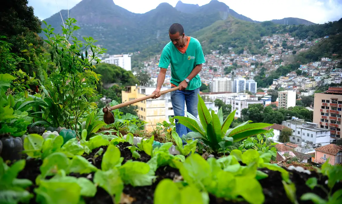 Produção local pode melhorar alimentação em centros urbanos -  (crédito: EBC)