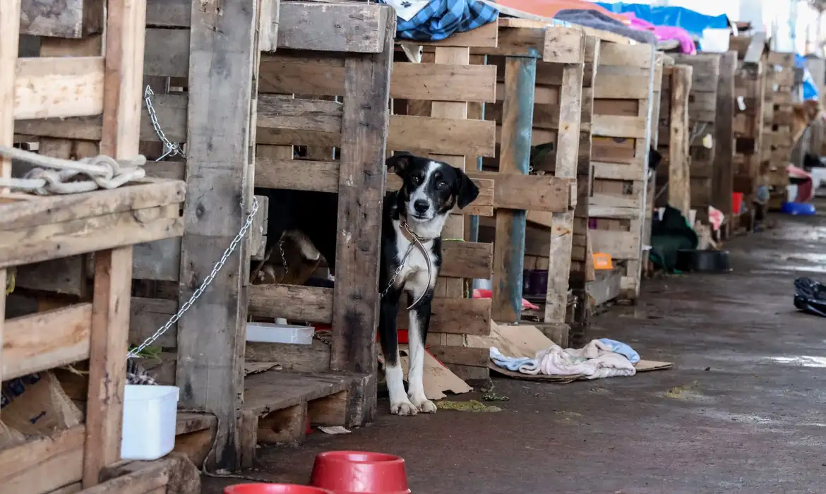 Rio Grande do Sul lança plano de ajuda a animais -  (crédito: EBC)