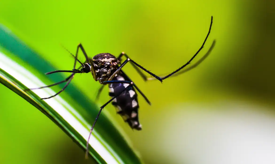 Brasil se aproxima de 6 milhões de casos e 4 mil mortes por dengue -  (crédito: EBC)