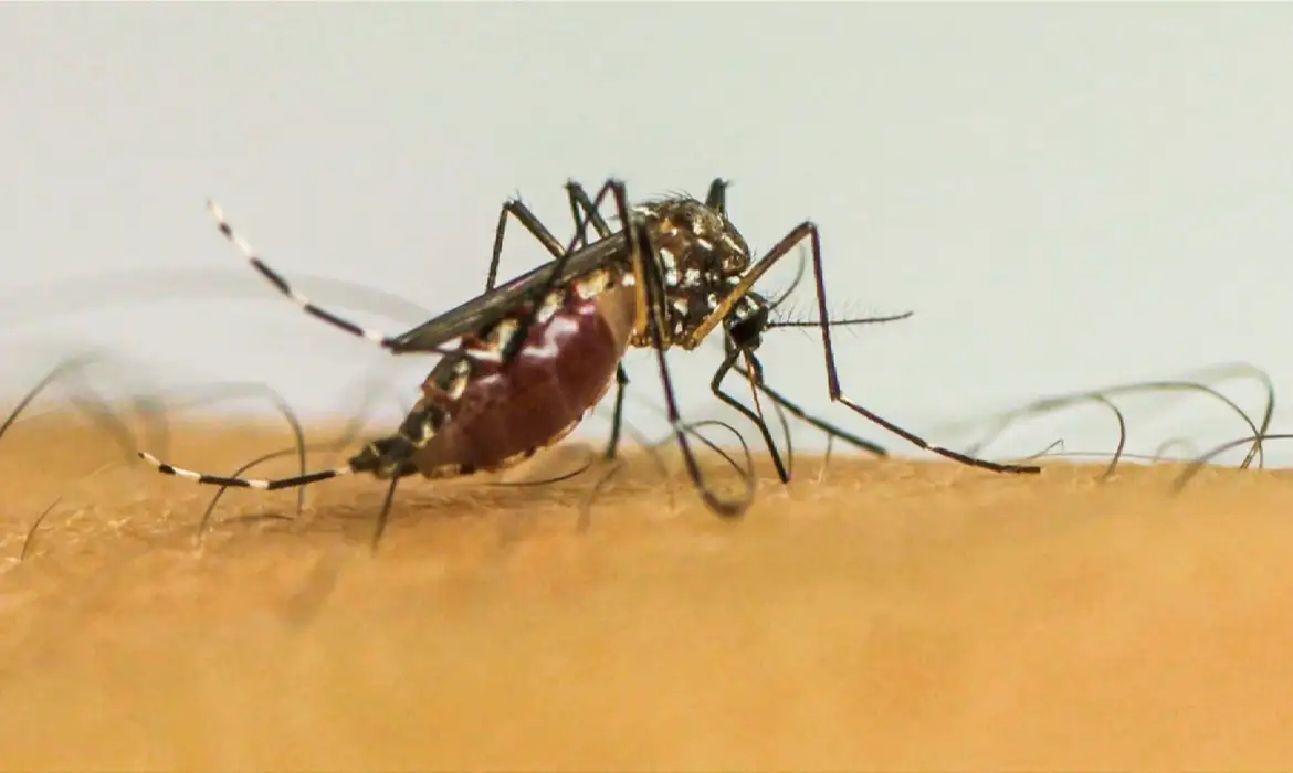 Dengue: Minas Gerais decreta fim da emergência em saúde pública -  (crédito: EBC)