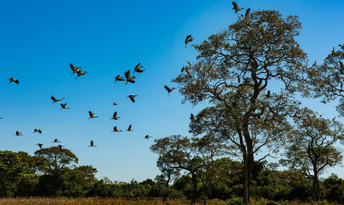 Comissão do Senado aprova projeto que cria Estatuto do Pantanal -  (crédito: EBC)