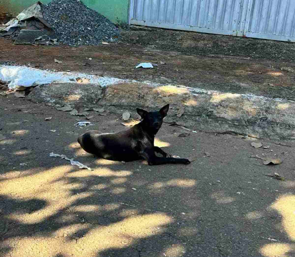 Os cães foram eutanasiados no dia 9 de maio, sendo que um deles foi recolhido da rua e outro levado ao órgão pela tutora, que teria pedido a eutanásia -  (crédito: Divulgação/Polícia Civil de Goiás)