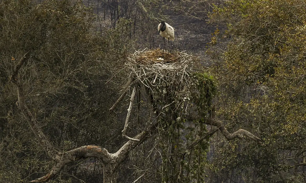 Biólogos tentam salvar fauna ameaçada pelo fogo no Pantanal -  (crédito: EBC)