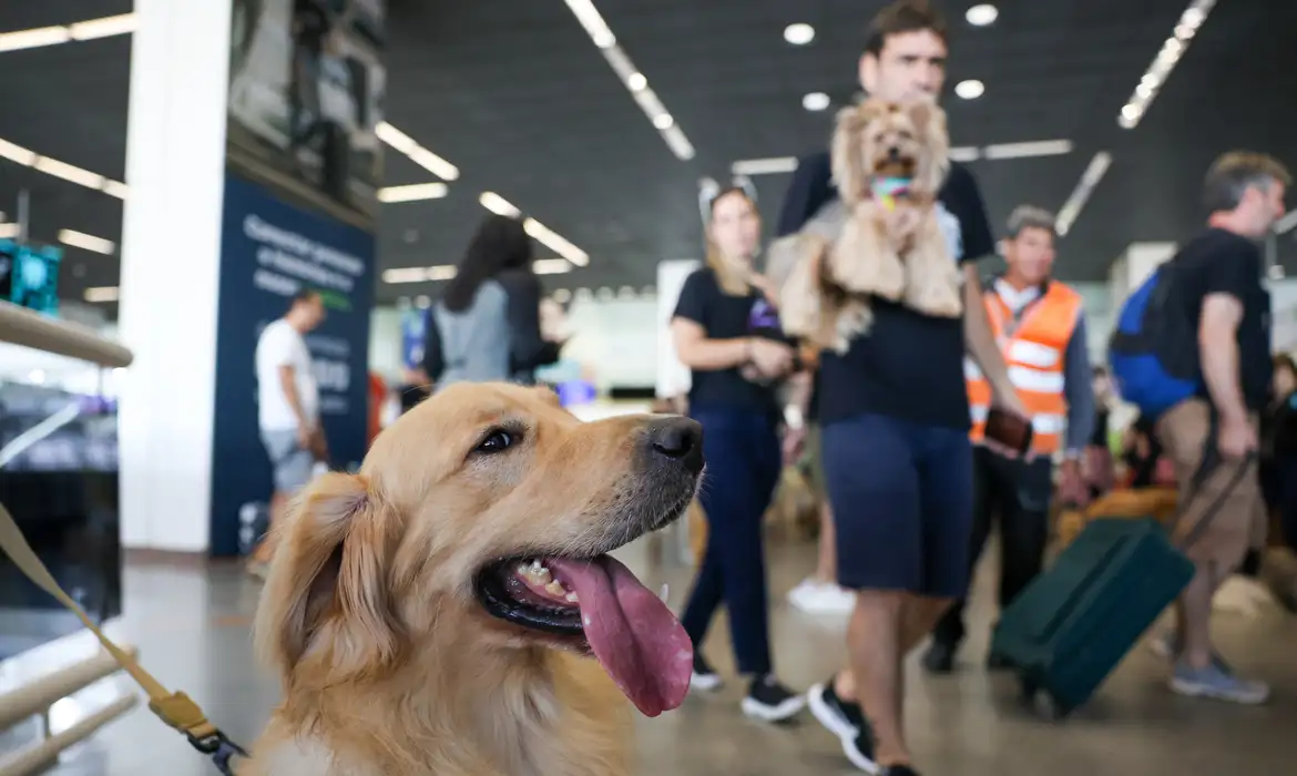 Convívio com animais traz benefícios à saúde física e mental do tutor -  (crédito: EBC)