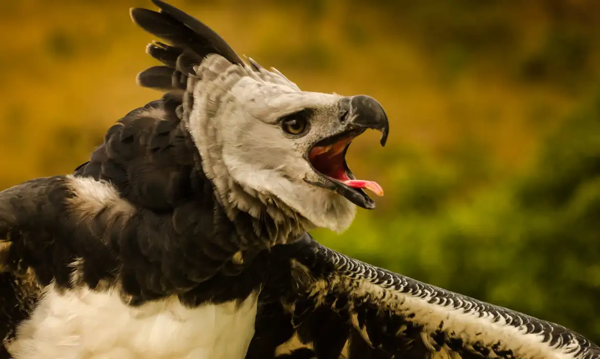 Fenômenos naturais põem em risco de extinção quase 4 mil espécies -  (crédito: EBC)