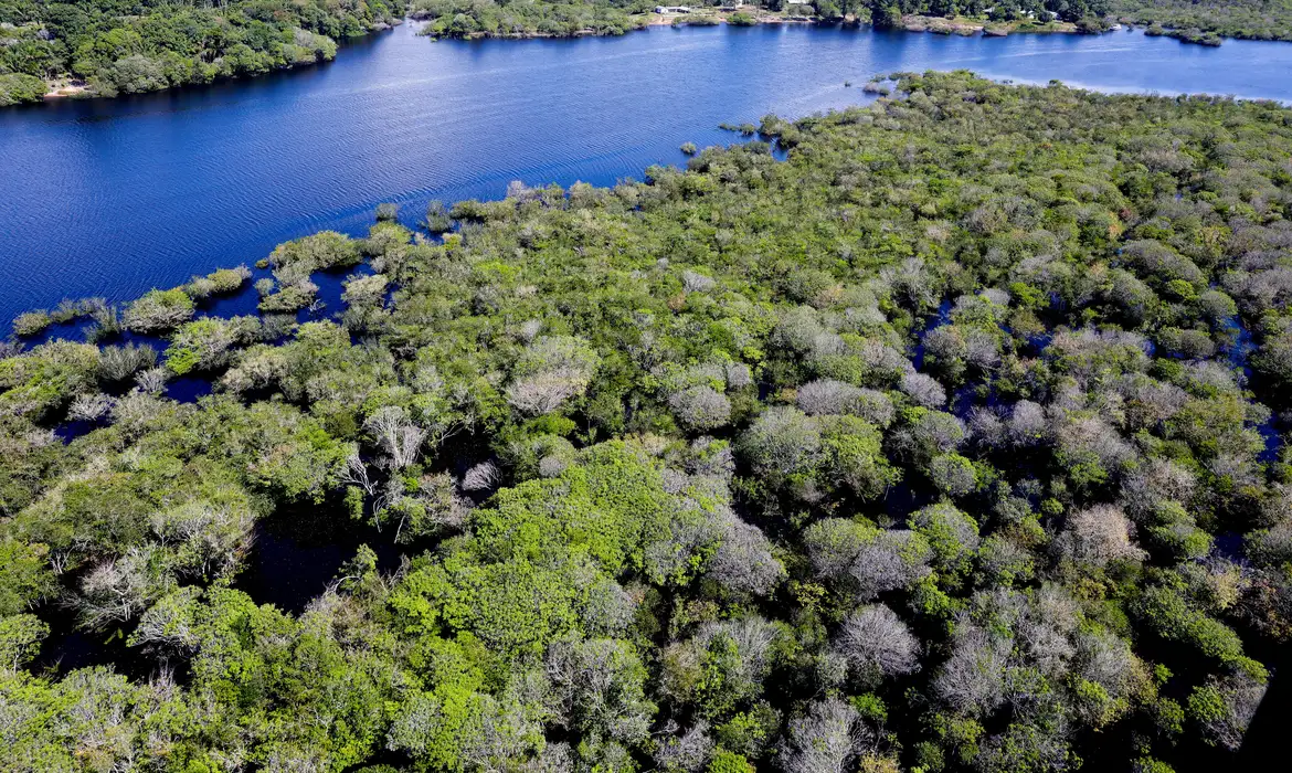 Saiba como títulos verdes possibilitam reflorestamento na Amazônia -  (crédito: EBC)