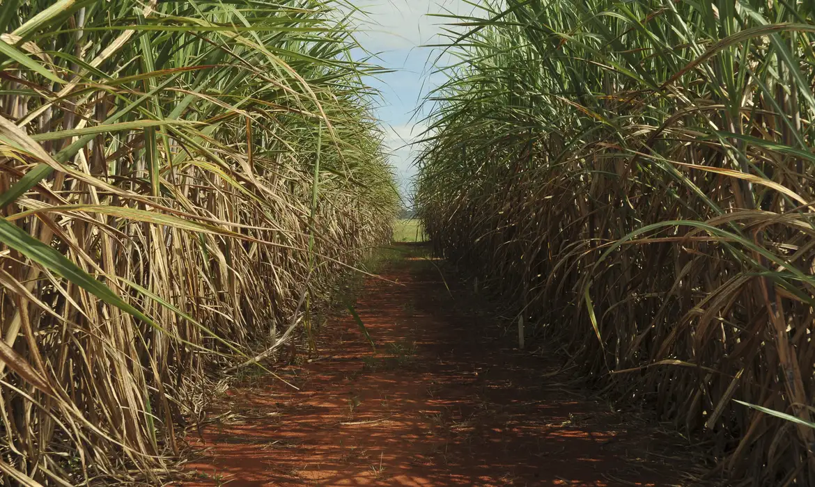 Produção de cana pode cair 20% com mudanças climáticas, diz estudo -  (crédito: EBC)