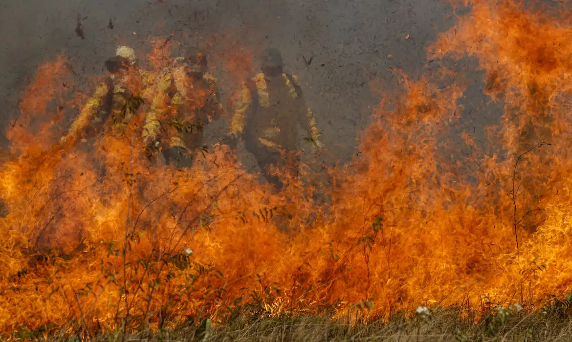 Brasil tem maior número de incêndios florestais dos últimos 14 anos
 -  (crédito: EBC)